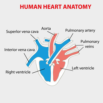 Heart human anatomy info graphic.