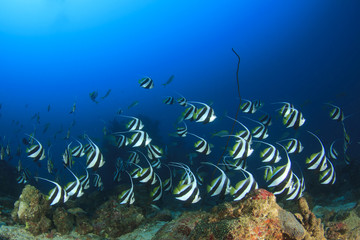 Fish school coral reef