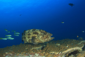 Obraz premium Grouper fish