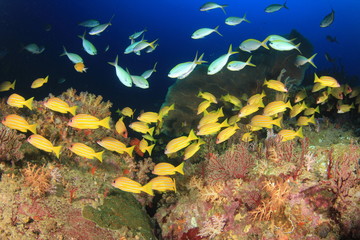 Obraz na płótnie Canvas Fish school coral reef
