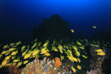 Fish school coral reef