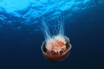 Obraz premium Jellyfish