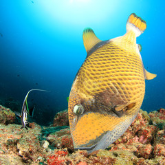 Fototapeta premium Triggerfish fish