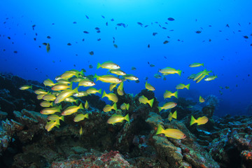 Obraz na płótnie Canvas Coral reef underwater