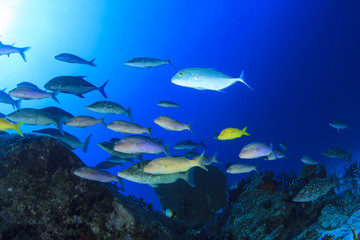Fish,coral reef,scuba diving underwater