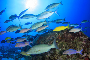 Fototapeta na wymiar Fish,coral reef,scuba diving underwater