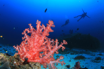 Fototapeta na wymiar Fish,coral reef,scuba diving underwater