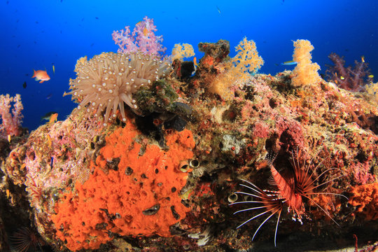 Fish,coral reef,scuba diving underwater