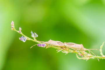Cletus trigonus breeding on leaf