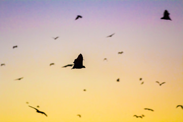 Bats