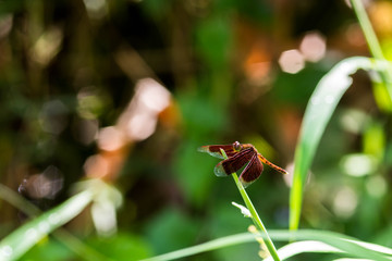 The red dragonfly on beautiful bokeh background