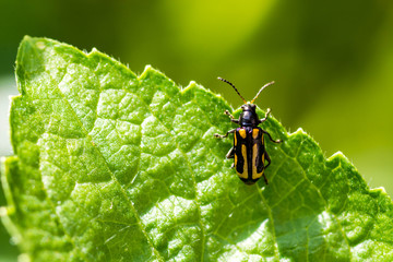 Naklejka premium yellow bug on green leaves