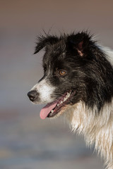 Dogs - Border Collie