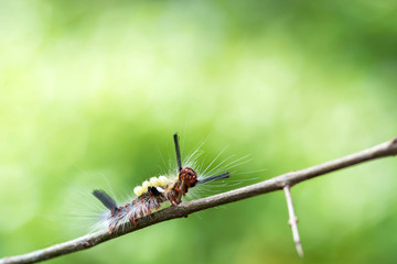 close-up hairy caterpillar on branch