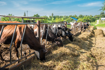 cows feeding in the cowshed