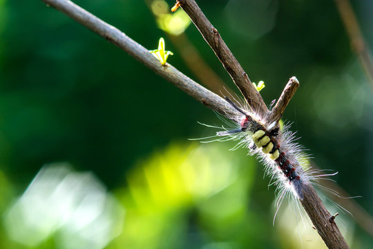 close-up hairy caterpillar on branch
