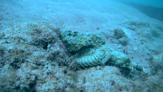 well disguised Devil Scorpionfish (Scorpaenopsis diabolus) hiding on the reef, Red sea, Sharm El Sheikh, Sinai Peninsula, Egypt    

