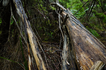 Naklejka premium Fallen Eucalyptus Tree in the Australian bush