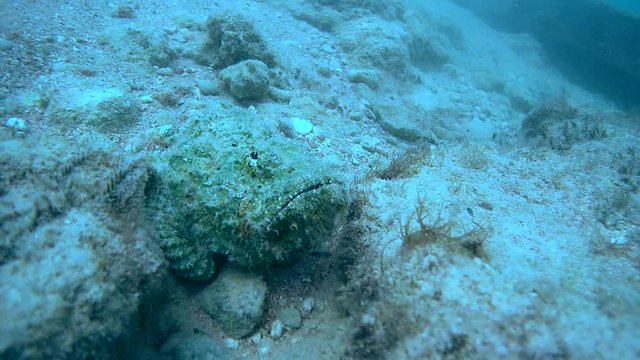 Devil Scorpionfish (Scorpaenopsis diabolus) lies on the reef, Red sea, Sharm El Sheikh, Sinai Peninsula, Egypt    
