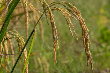 close up of yellow green rice field