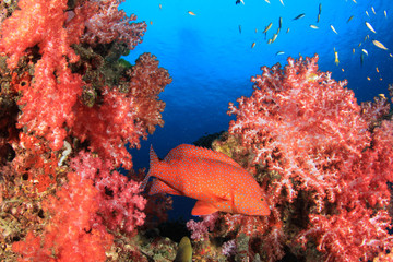 Obraz premium Fish,coral reef,scuba diving underwater