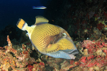 Reef fish: Titan Triggerfish