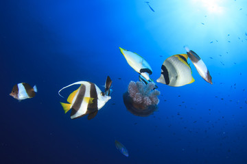 Naklejka premium Tropical fish (Butterflyfish) feeding on Jellyfish
