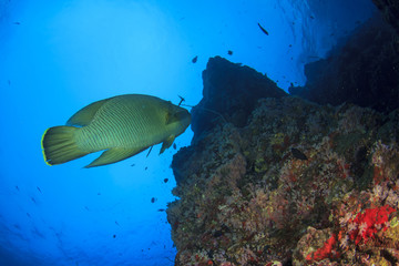 Naklejka na ściany i meble Napoleon fish on coral reef in ocean