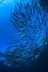 Fototapeta na wymiar School Barracuda fish 