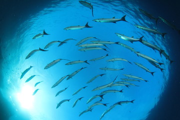 Naklejka premium School Barracuda fish 
