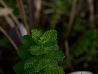 葉　緑　グリーン　小さい