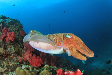 Obraz premium Pair Pharaoh Cuttlefish