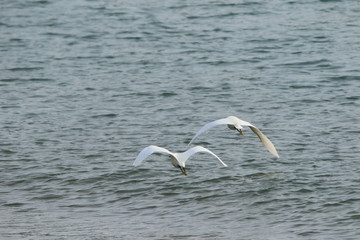飛んでいる二羽のコサギ
