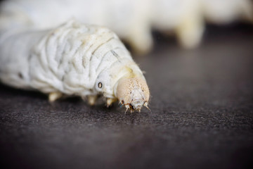 Silkworm