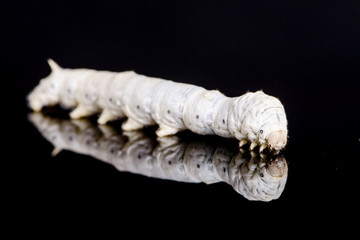 Silkworm