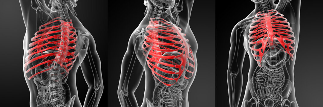 3d rendering illustration of the rib cage