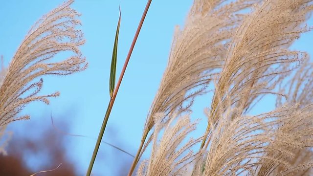 青空の下で北風にあおられる晩秋のススキ