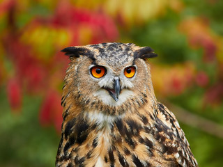 Eurasian Eagle Owl