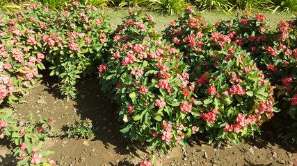 Ganesh udyan garden, Kota, Rajasthan developed on 25 hectares, has 8 thousand shady trees and colorful flowering plants, fit place for the family picnic.
