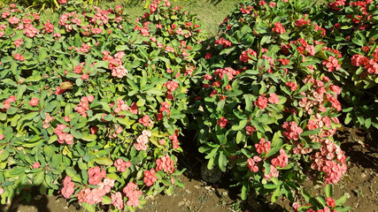 Ganesh udyan garden, Kota, Rajasthan developed on 25 hectares, has 8 thousand shady trees and colorful flowering plants, fit place for the family picnic.