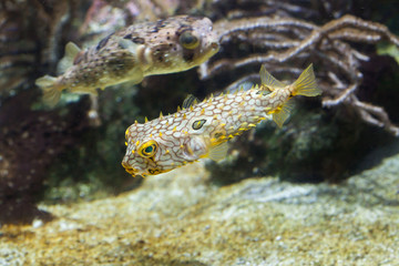Striped burrfish (Chilomycterus schoepfi) and longspined porcupi