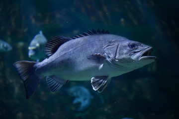 Atlantic wreckfish (Polyprion americanus).