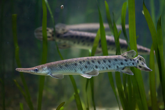 Spotted Gar (Lepisosteus Oculatus).