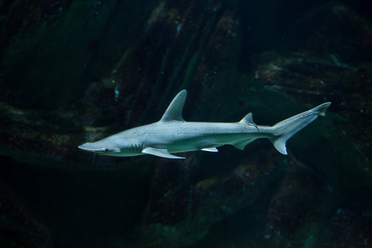 Bonnethead Shark (Sphyrna Tiburo)