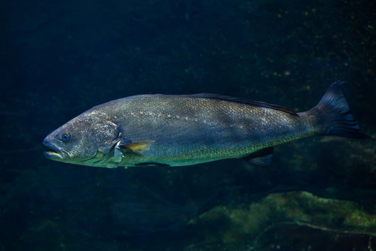 Meagre (Argyrosomus regius)