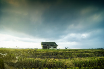 Abandon wooden house surrounded by paddy field during harvesting season. dramatic clouds rain background.selective focus and image may contain grain