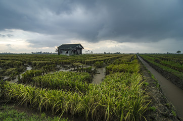 Abandon wooden house surrounded by paddy field during harvesting season. dramatic clouds rain background.selective focus and image may contain grain