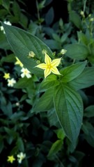 vintage little flower in my garden