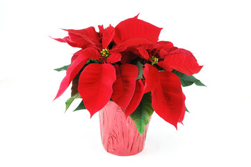 fresh Christmas poinsettia isolated on white background