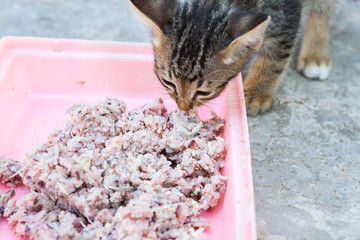 homeless  little kitty eating rice
